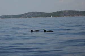 Croatia dolphins on Murtersko More