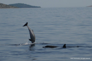 Delfiny Chorwacja c