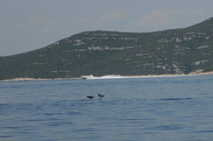 Murtersko more dolphins